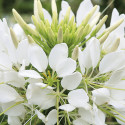 Cleome Sparkler