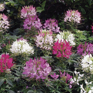 Cleome Sparkler 2.0...