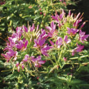 Cleome Sparkler 2.0