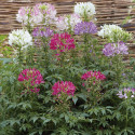 Cleome Sparkler