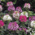 Cleome Sparkler