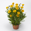 Coreopsis Andiamo