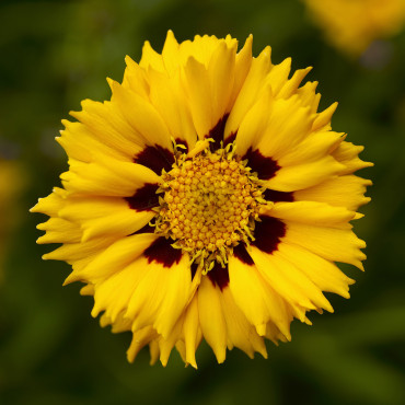 Coreopsis Andiamo...