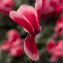 Cyclamen Concerto