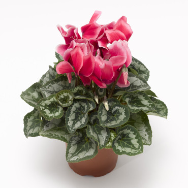 Cyclamen Concerto...
