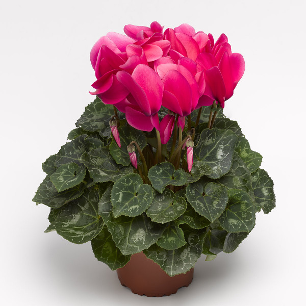 Cyclamen Contiga