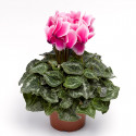 Cyclamen Contiga