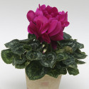 Cyclamen Contiga