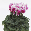 Cyclamen Contiga