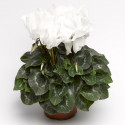 Cyclamen Contiga