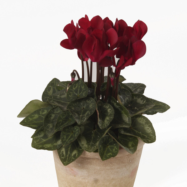 Cyclamen Facila