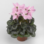 Cyclamen Fleur En Vo...
