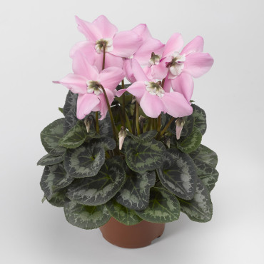 Cyclamen Fleur En Vo...