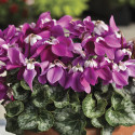 Cyclamen Fleur En Vogue