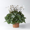 Cyclamen Fleur En Vogue