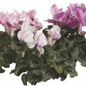 Cyclamen Friller