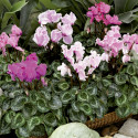 Cyclamen Friller