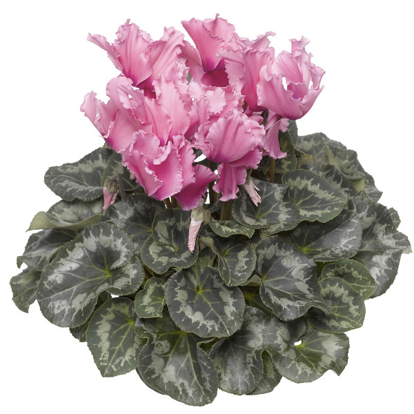 Cyclamen Friller