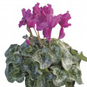 Cyclamen Friller