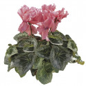 Cyclamen Friller