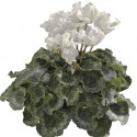 Cyclamen Friller