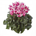 Cyclamen Goblet