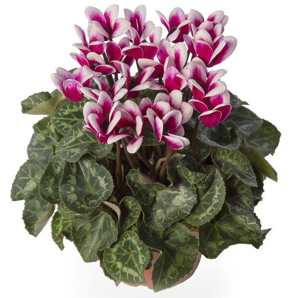 Cyclamen Goblet