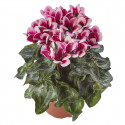 Cyclamen Goblet