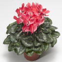 Cyclamen Laser