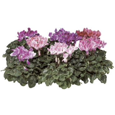 Cyclamen Laser...