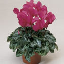 Cyclamen Laser