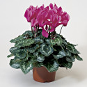 Cyclamen Laser