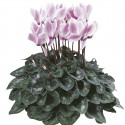 Cyclamen Laser