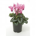 Cyclamen Laser