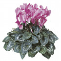 Cyclamen Laser