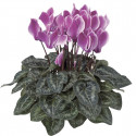 Cyclamen Laser