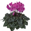 Cyclamen Laser