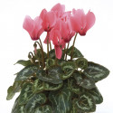 Cyclamen Laser