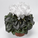 Cyclamen Laser