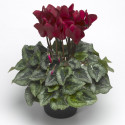 Cyclamen Laser