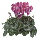 Cyclamen Laser