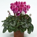 Cyclamen Laser