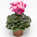 Cyclamen Magnia