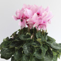 Cyclamen Magnia