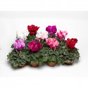 Cyclamen Magnia