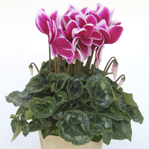 Cyclamen Magnia