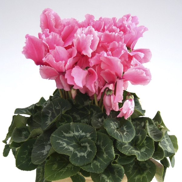 Cyclamen Maxora Fringed