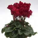 Cyclamen Maxora Fringed