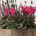 Cyclamen Melody Outdoor