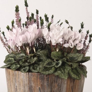 Cyclamen Melody Outd...